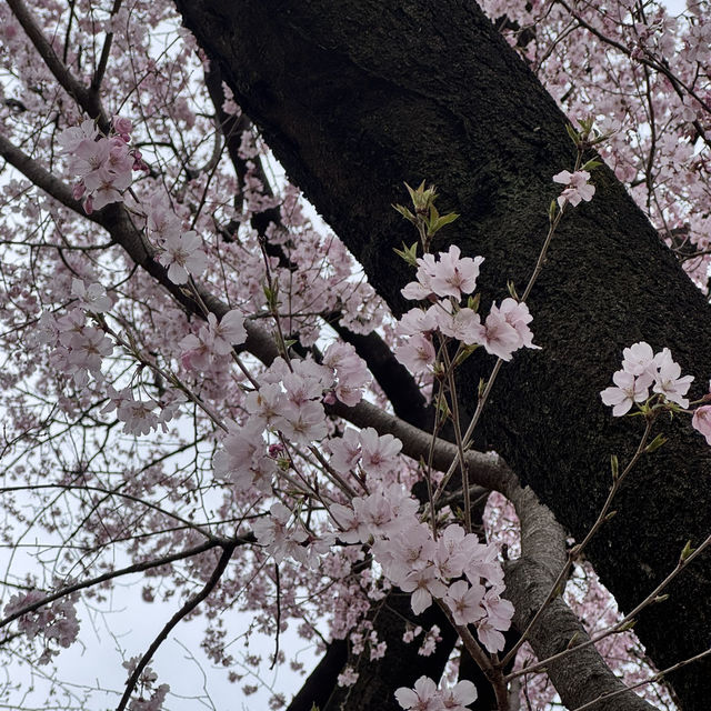 櫻花季必到賞花秘景~新宿御苑🌸🌸