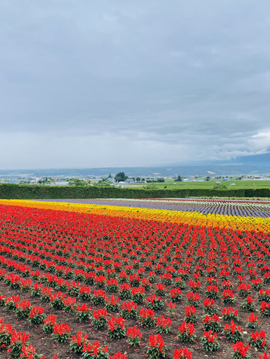 北海道ファーム富田、虹色の花畑が広がる夢のSNS映えスポット。 | Trip