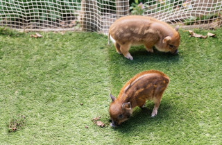 [Tokyo, Harajuku 🐷] An adorable cafe where you can interact with mini pigs ✨