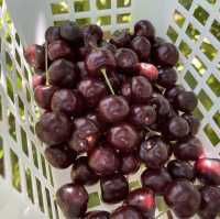 🇺🇸체리따러 함께 가요 “Stutzman Ranch”