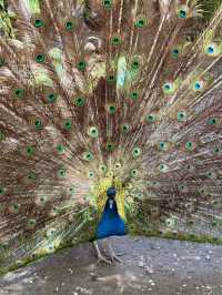 Spring Escape: Dushanbe’s Botanical Garden