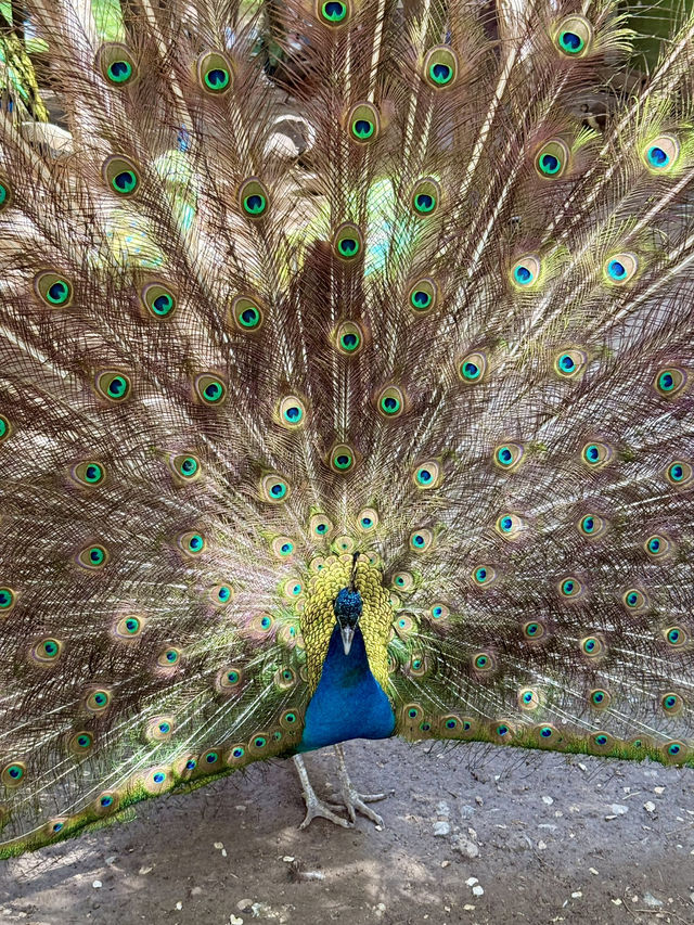 Spring Escape: Dushanbe’s Botanical Garden
