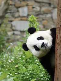🐼：愛寶樂園門票買一送一！快來見我啦～