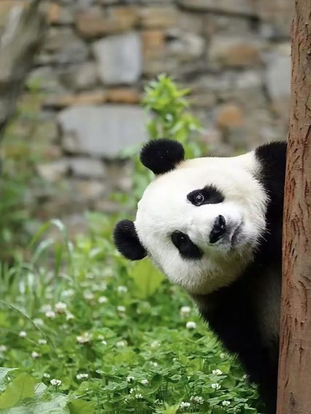 🐼：愛寶樂園門票買一送一！快來見我啦～