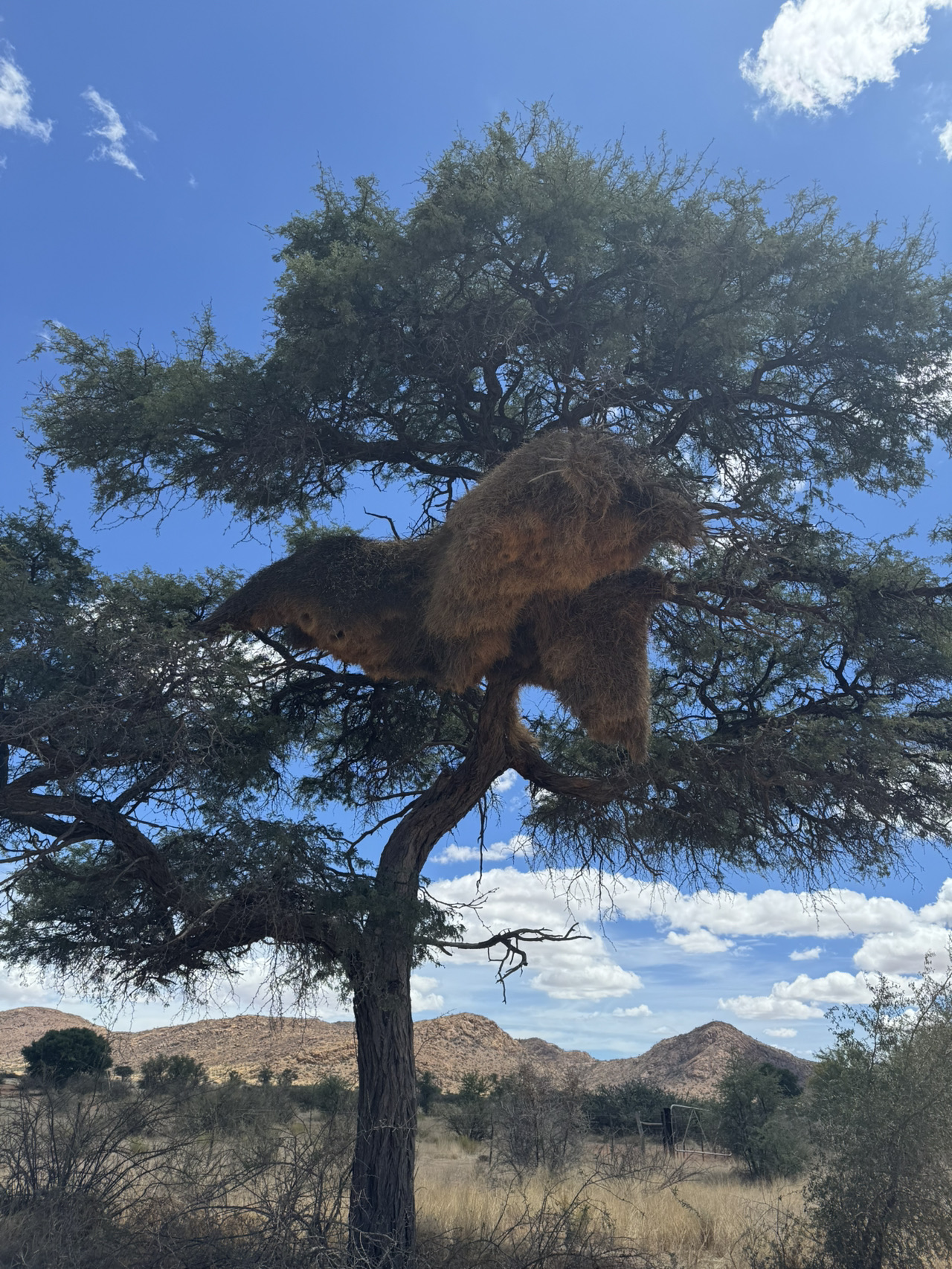Namibia is a great country for road trips! But you'll have a lot of driving to do if you're short on time! I needed just one week to see everything! I recommend starting in the north. I only missed Etosha National Park; they said it wouldn't be of interest to anyone who's been to the Serengeti.