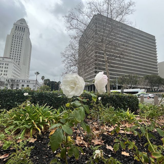 Downtown Los Angeles … Enjoy big town