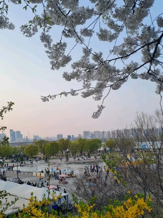 Yeouido cherry blossoms 🌸