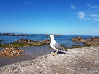 Essaouira: Morocco’s Coastal Enclave 🇲🇦