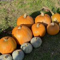 Pumpkin Marshmallow Mania: A Sweet Fall Festival