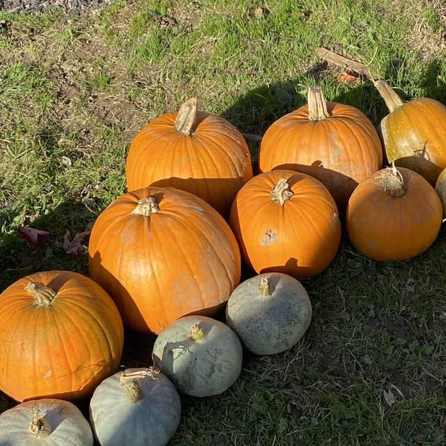 Pumpkin Marshmallow Mania: A Sweet Fall Festival