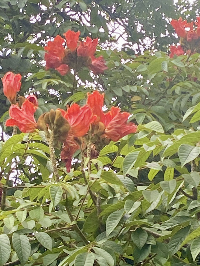 Sunrise Magic in the Tea Estates