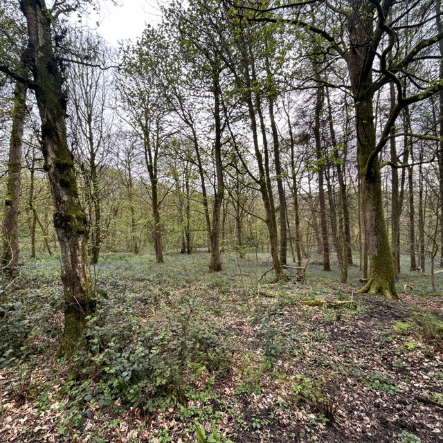 Rivers and Woods