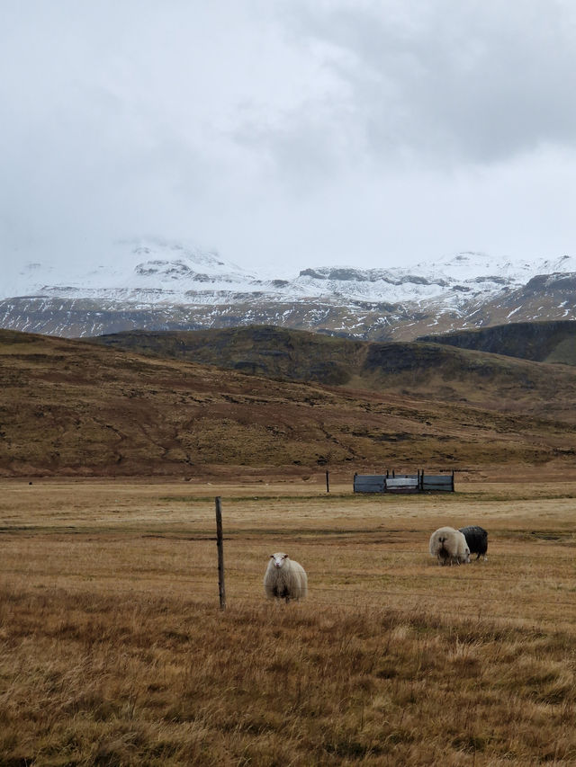 You can’t miss this day trip through Iceland’s most peaceful peninsula