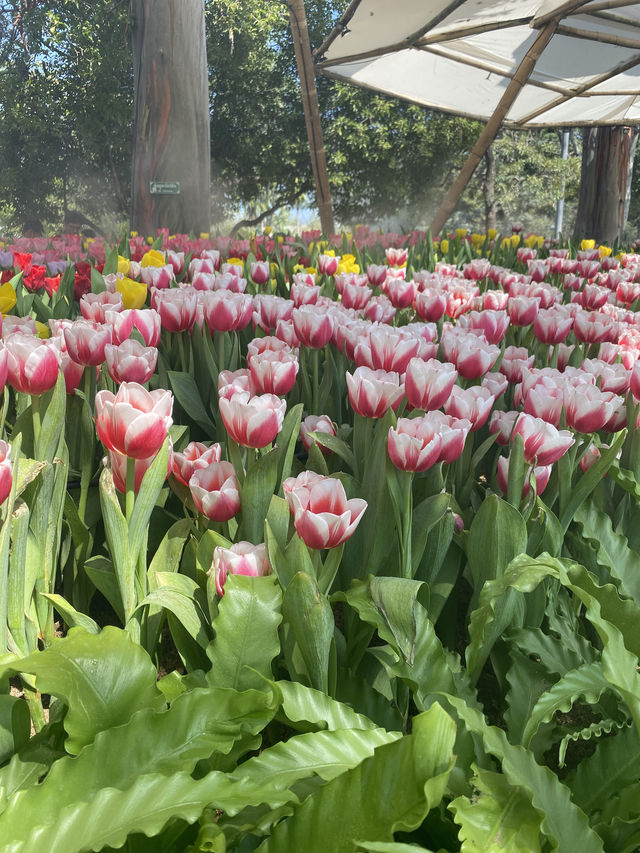 Chiang Mai, Thailand 