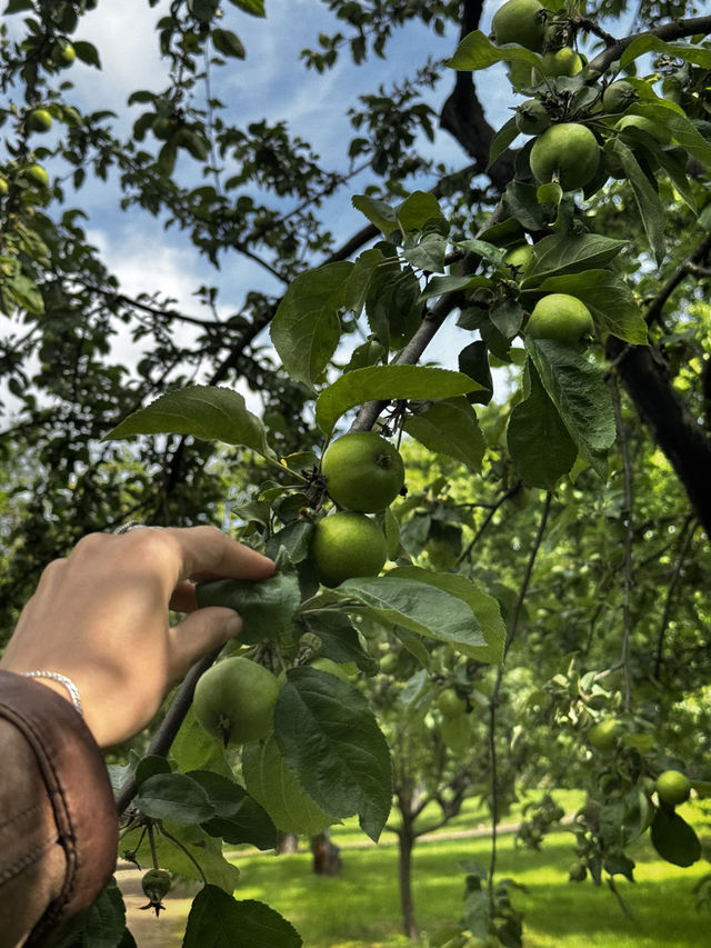 Kolomenskoye: How I Came for a Walk and Left Feeling Magic