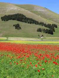 🌼 A Sea of Blossoms – Castelluccio di Norcia, Italy