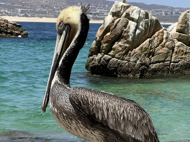 Baja California for Divers – Skip Cabo, Go Deeper 🌊🐠