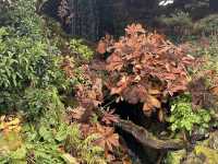 🍁 Royal Botanic Garden Edinburgh – Autumn Calm Among Rare Beauty 🌿