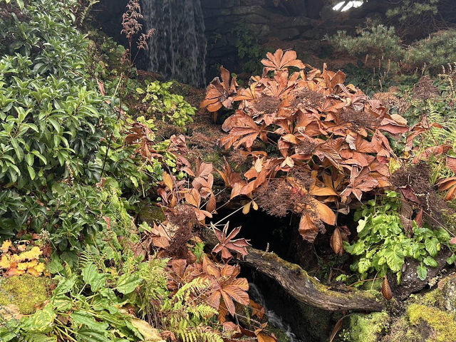 🍁 Royal Botanic Garden Edinburgh – Autumn Calm Among Rare Beauty 🌿 🍁 Royal Botanic Garden Edinburgh – Autumn Calm Among Rare Beauty 🌿