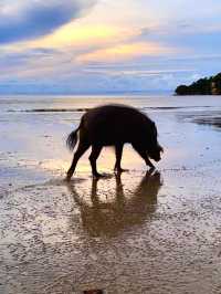 Исследуем Bako