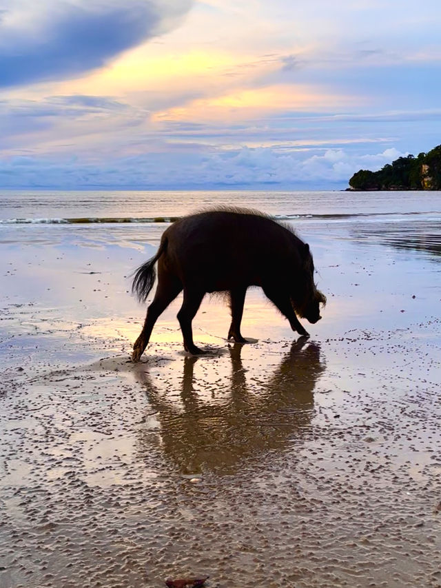 Исследуем Bako Исследуем Bako