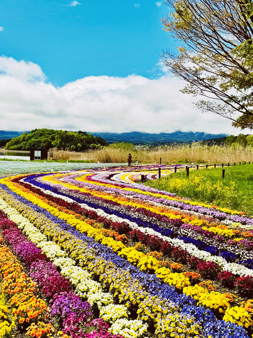 Japan's Most Colourful Mount Fuji View? Spring Flowers at
