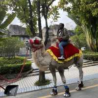 China’s first ever Zoo with uncaged animals🫢
