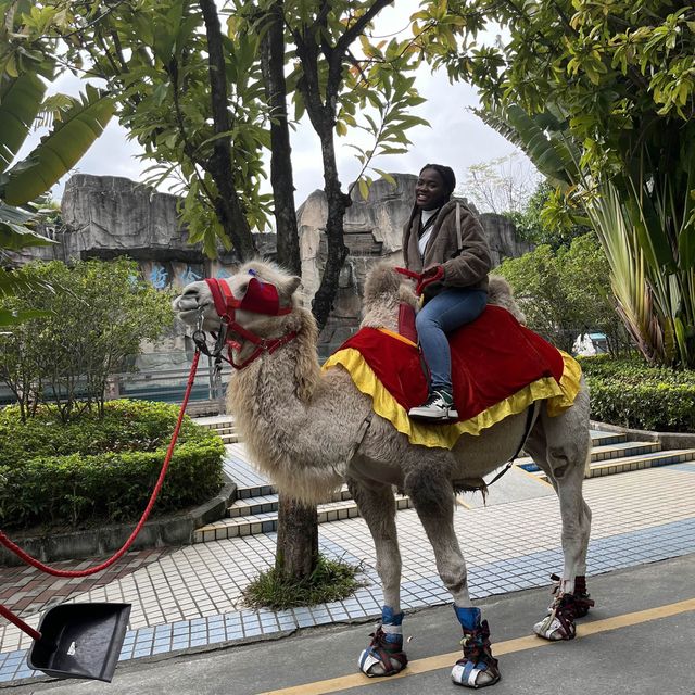 China’s first ever Zoo with uncaged animals🫢
