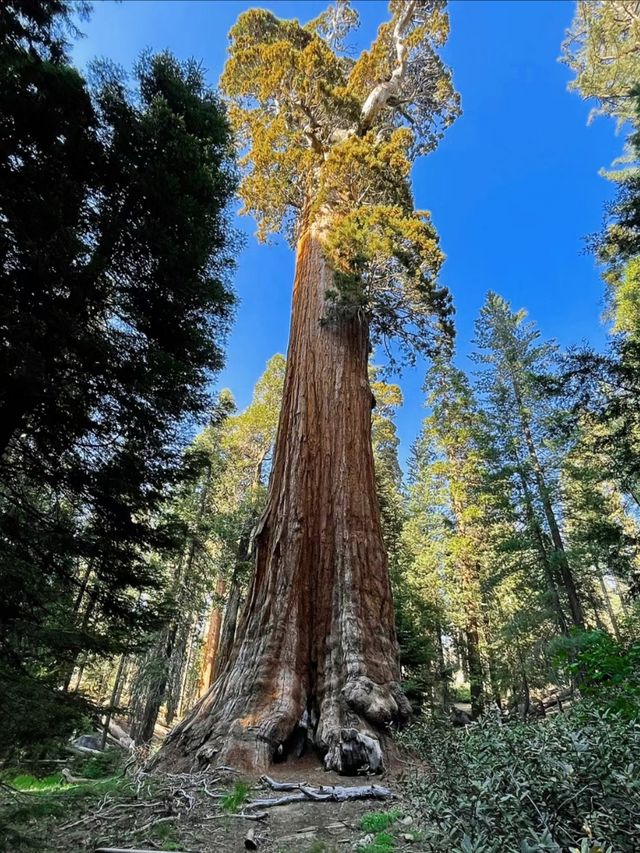 In the world, the rare plant landscape of towering and spectacular redwood forests.