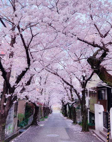 花景色 Recommended cherry blossom viewing spots among the scenic spots