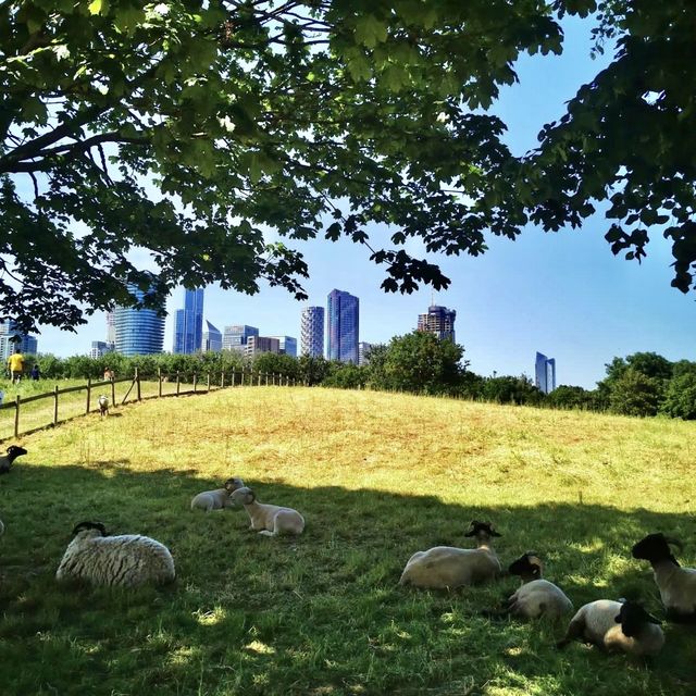 Mudchute Farm and Park - London
