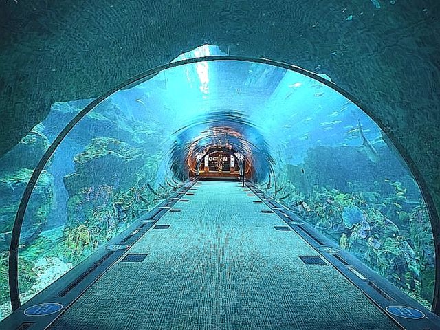Awe-Inspiring Aquatic Wonderland 🇦🇪