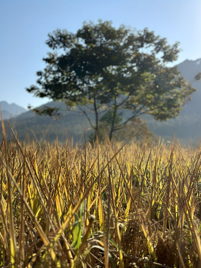 三天兩夜塔川宏村遊