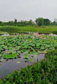 渭柳濕地公園——景色優美的網紅打卡地！