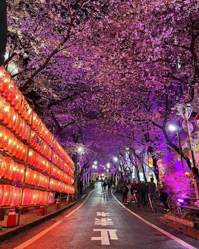 東京の桜スポット🌸 昼夜の魅力が溢れる