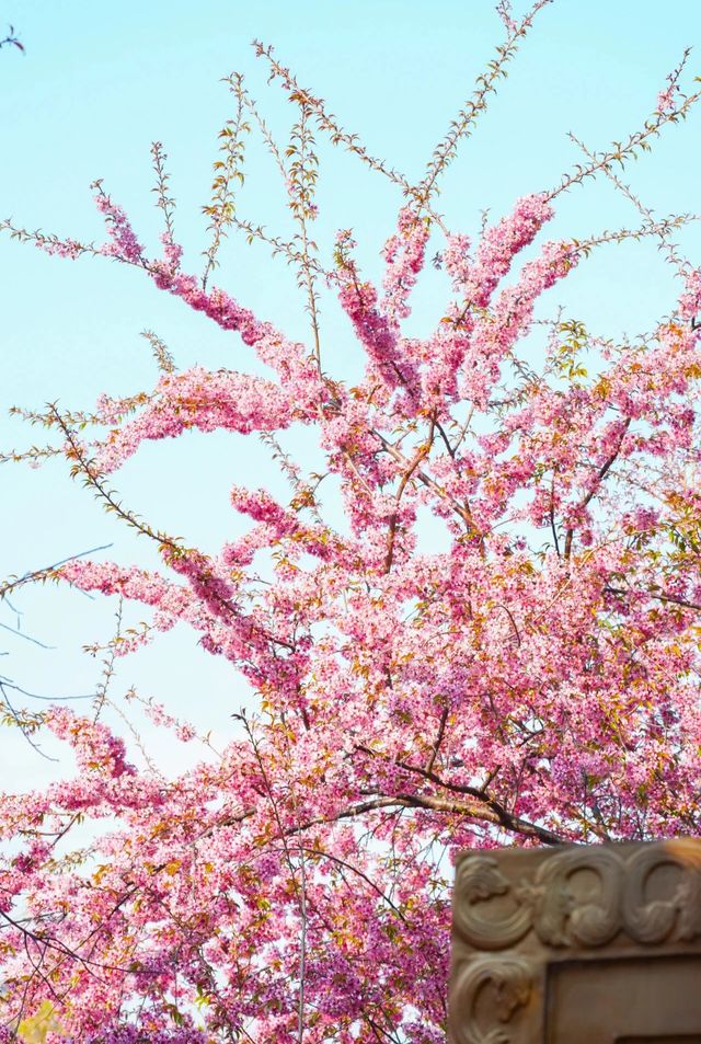 全國唯一以花命名的城市：冬日粉色花海的浪漫