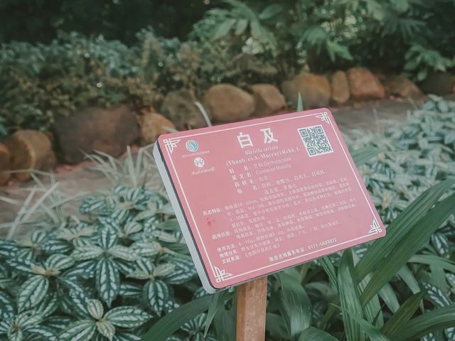 世界最大的藥用植物園!原來就在廣西!