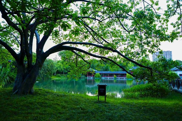 四川成都｜南郊公園｜逛城市中的桃花源
