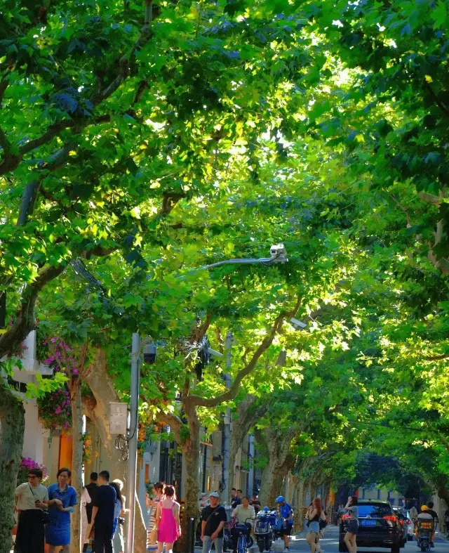 Under the shadow of the plane trees, all I see is romance | Wukang Road Anfu Road
