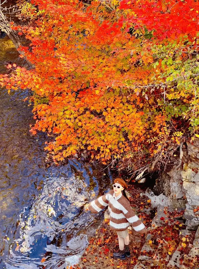 沈陽周邊遊落紅遍野的本溪像油畫一樣濃郁