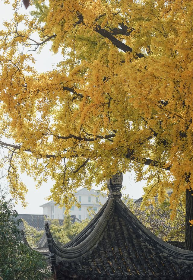 蘇州銀杏季|怡園的300歲銀杏披上金甲！