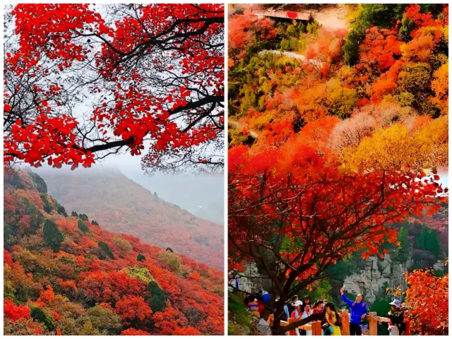 The beautiful scenery of the mountains is dyed red, not because Fragrant Hills is better than Fragrant Hills"Shimen Square"