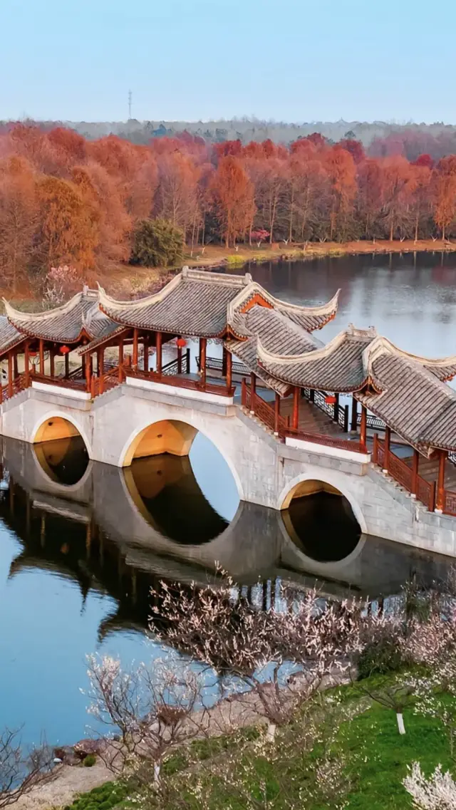 上海で最も美しい大梅園、上海湾国立森林公園