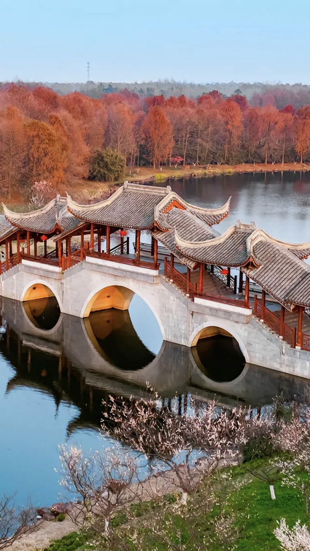 上海最美的大梅園，上海海灣國家森林公園