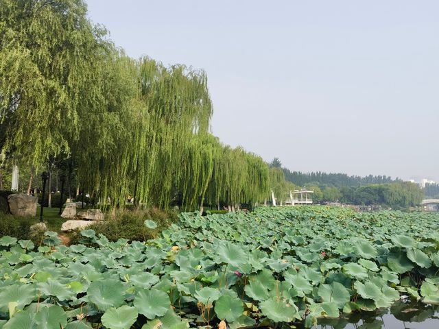 融入龍文化元素的～邯鄲龍湖公園