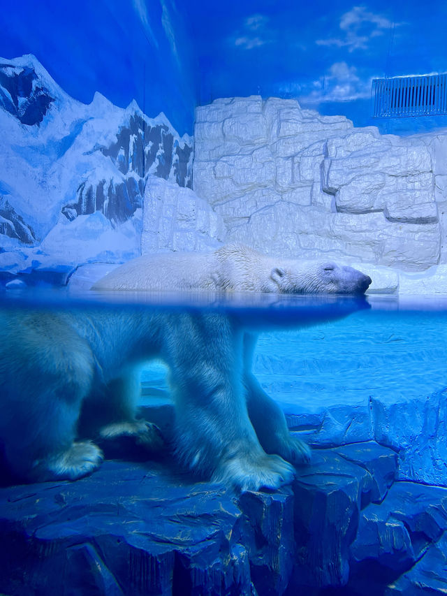我真的沒想到！大連極地這麼好拍！！！