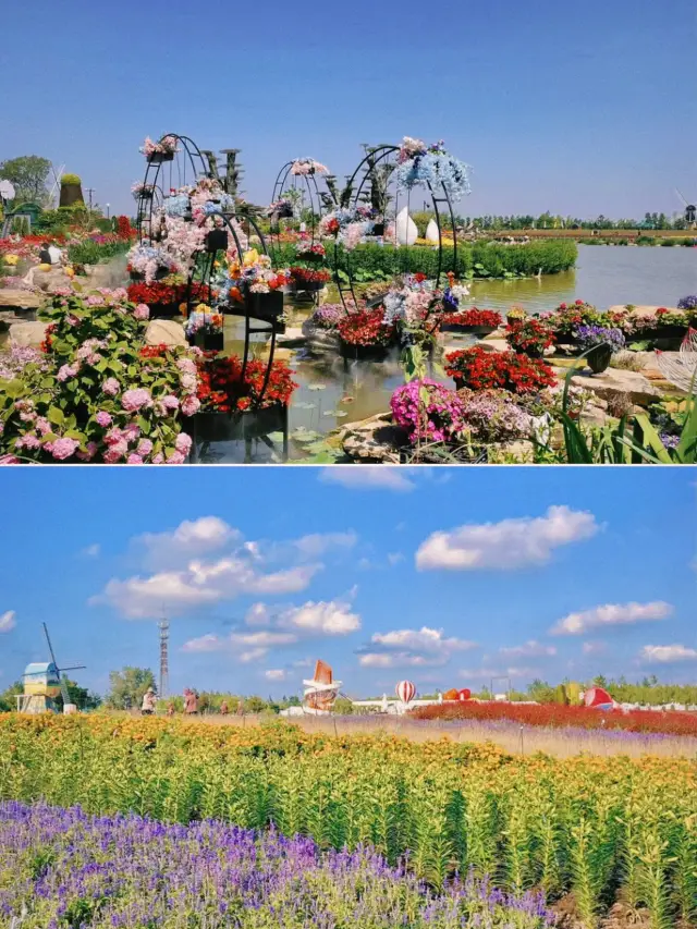 How to have fun in Yancheng? Dutch Flower Sea, beautiful flowers are waiting for you!