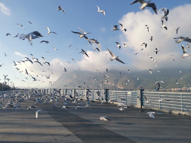 誰還沒有來昆明海埂大壩餵海鷗？