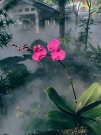 春節去了趟於山蘭花展，以為到了仙境
