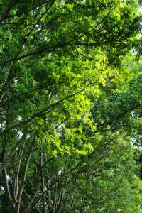 來看廣州版「芳草鮮美 落英繽紛」